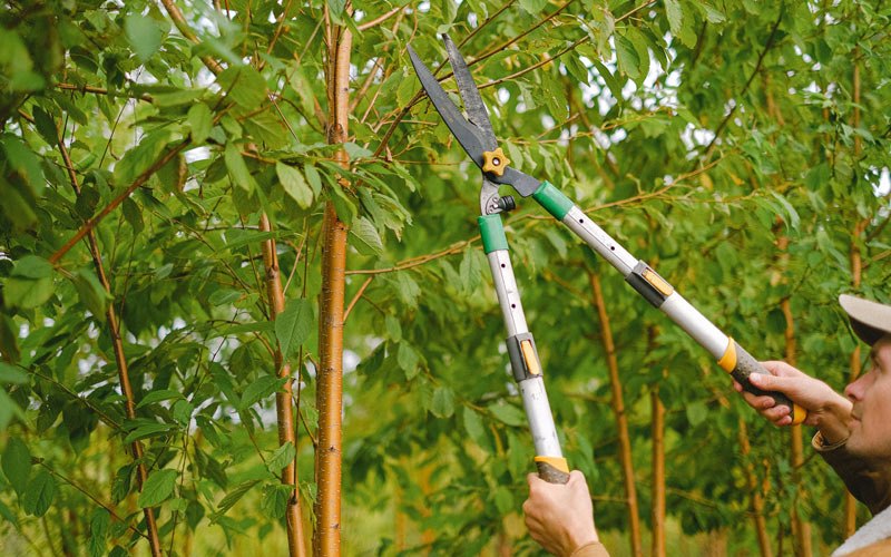 Tree trimming in Success, MO